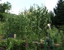 Everett garden